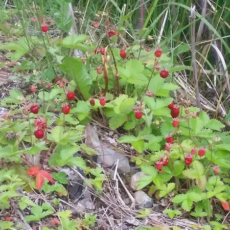 Apartment Loft Ormasen